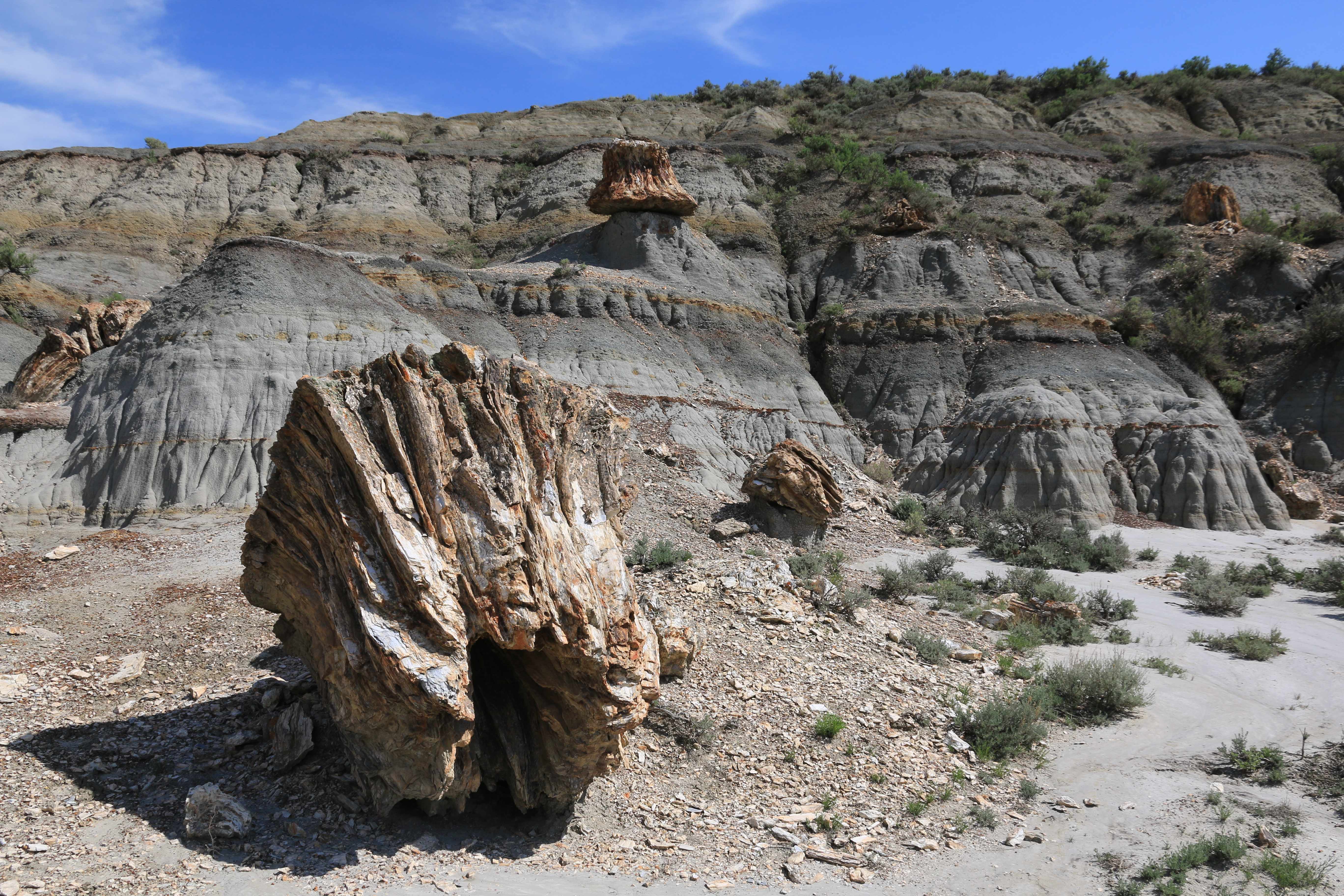 Theodore Roosevelt NP